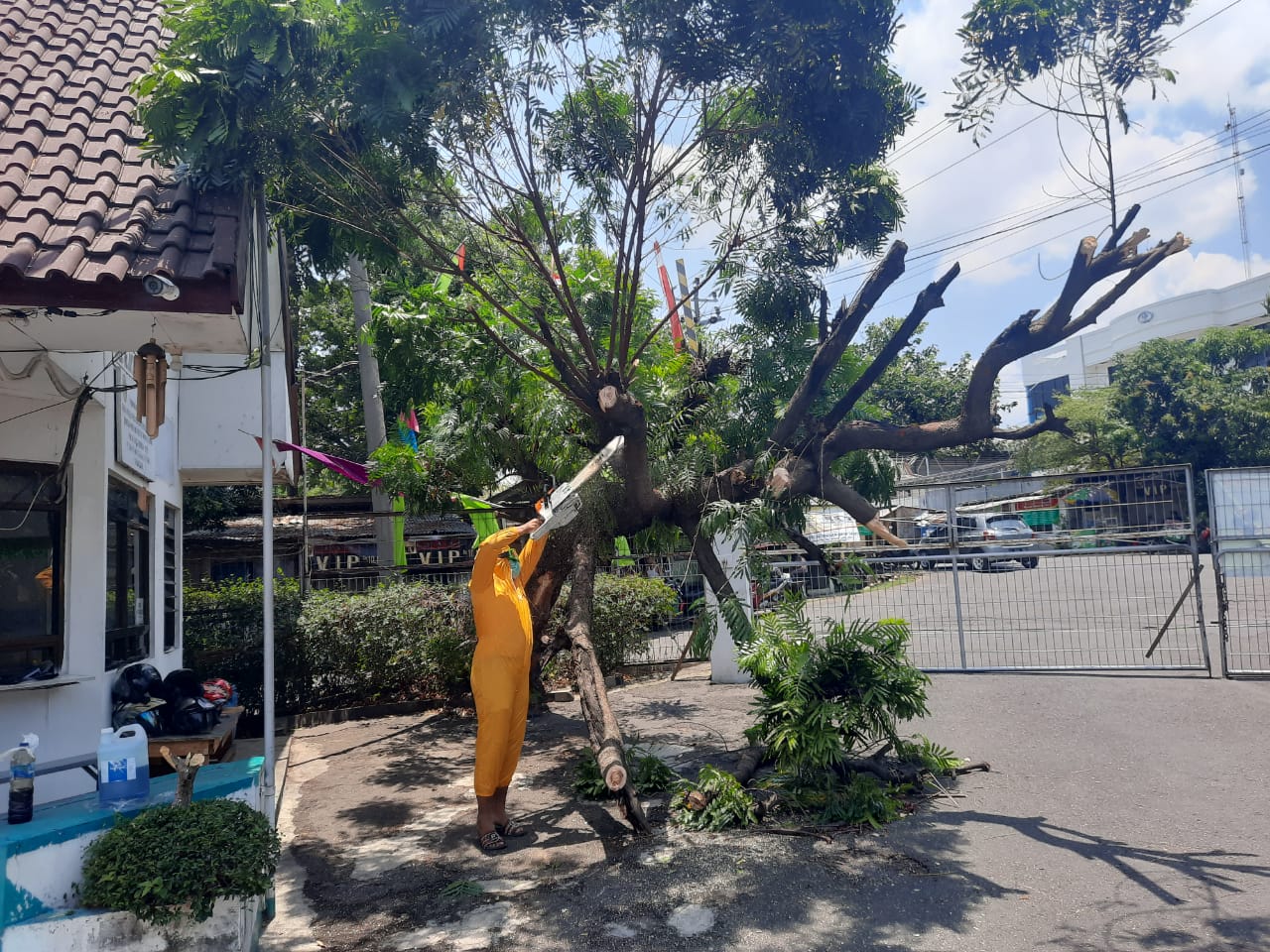 Pohon Tumbang di PT. SAN-YU FMI Kelurahan Tambakaji, Kecamatan Ngaliyan