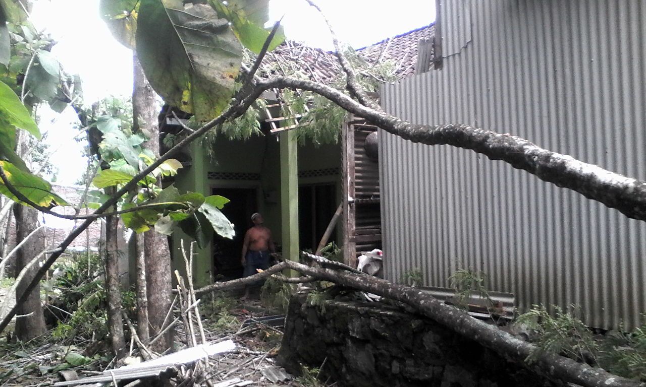 Pohon Tumbang di Rowo Tengah, RT 05 RW IV, Kelurahan Rowosari